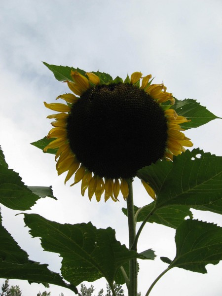 giant  sunflower